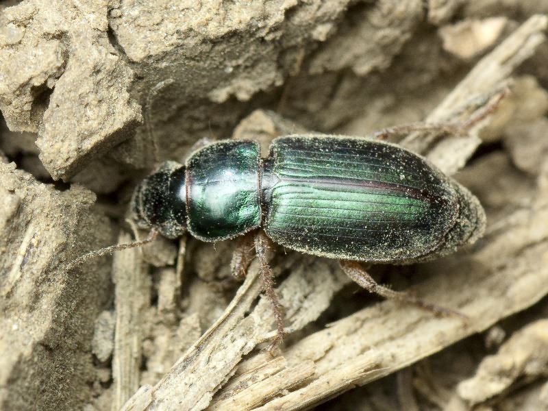 Harpalus affinis (Schrank, 1781)